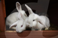 Giant rabbits 'bred for meat' looking for new homes after Northumberland rescue