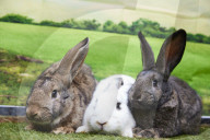 Giant rabbits 'bred for meat' looking for new homes after Northumberland rescue