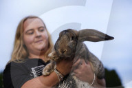 Giant rabbits 'bred for meat' looking for new homes after Northumberland rescue