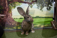 Giant rabbits 'bred for meat' looking for new homes after Northumberland rescue