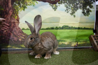 Giant rabbits 'bred for meat' looking for new homes after Northumberland rescue