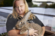 Giant rabbits 'bred for meat' looking for new homes after Northumberland rescue
