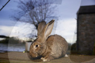 Giant rabbits 'bred for meat' looking for new homes after Northumberland rescue