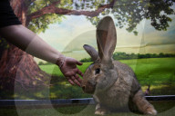 Giant rabbits 'bred for meat' looking for new homes after Northumberland rescue