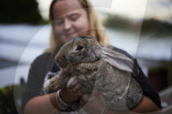 Giant rabbits 'bred for meat' looking for new homes after Northumberland rescue