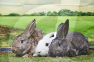 Giant rabbits 'bred for meat' looking for new homes after Northumberland rescue
