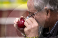 FEATURE - Äpfel unter der Lupe: National Fruit Show auf dem Kent County Showground