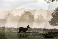 Misty sunrise Richmond Park London 