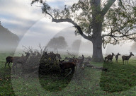 Misty sunrise Richmond Park London 
