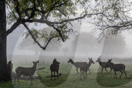 Misty sunrise Richmond Park London 