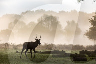 Misty sunrise Richmond Park London 