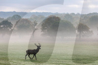 Misty sunrise Richmond Park London 