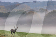 Misty sunrise Richmond Park London 
