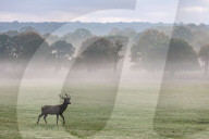 Misty sunrise Richmond Park London 