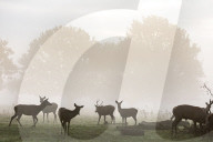 Misty sunrise Richmond Park London 