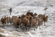 FEATURE - Eine Kamelherde wandert über die schneebedeckten Bergrücken zu einer Winterweide in Zhangye in der nordwestchinesischen Provinz Gansu