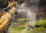 FEATURE -  Ein Rotschnabel-Madenhacker wird von einer Giraffe mit Wasser bespritzt 