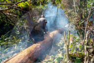 NEWS - Holzfäller fällen Bäume in den Torfsumpfwäldern Ghanas