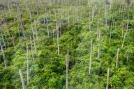 NEWS - Holzfäller fällen Bäume in den Torfsumpfwäldern Ghanas