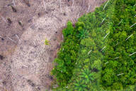 NEWS - Holzfäller fällen Bäume in den Torfsumpfwäldern Ghanas
