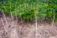NEWS - Holzfäller fällen Bäume in den Torfsumpfwäldern Ghanas