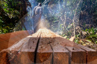 NEWS - Holzfäller fällen Bäume in den Torfsumpfwäldern Ghanas