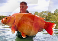 FEATURE - Angler fängt einen der grössten Goldfische der Welt in einem französischen See