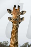 FEATURE -  Eine Giraffe scheint 4 Ohren zu haben 