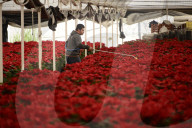 FEATURE - Verkauf von Weihnachtsstern-Pflanzen in Mexico