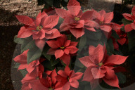 FEATURE - Verkauf von Weihnachtsstern-Pflanzen in Mexico