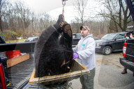 NEWS - Schwarzbärenjagd in New Jersey in der Whittingham Wildlife Management Area