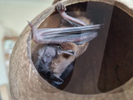 FEATURE -  Zur Rettung der bedrohten Fledermauspopulation: Tierliebhaberin und Ökologin Amy Schwartz hat ihr Arbeitszimmer in einen Fledermausschutzraum verwandelt