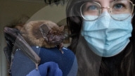 FEATURE -  Zur Rettung der bedrohten Fledermauspopulation: Tierliebhaberin und Ökologin Amy Schwartz hat ihr Arbeitszimmer in einen Fledermausschutzraum verwandelt