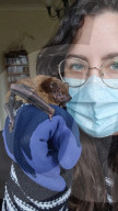 FEATURE -  Zur Rettung der bedrohten Fledermauspopulation: Tierliebhaberin und Ökologin Amy Schwartz hat ihr Arbeitszimmer in einen Fledermausschutzraum verwandelt