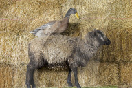 FEATURE - Larry und Del: Die ungewöhnliche Freundschaft zwischen einem Schaf und einer Ente in Dorset