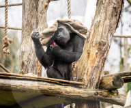 ZSL London Zoo's Annual Stocktake