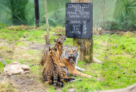 ZSL London Zoo's Annual Stocktake