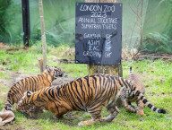 ZSL London Zoo's Annual Stocktake