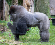 ZSL London Zoo's Annual Stocktake