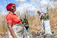 ‘Means of survival': Tanzania's booming charcoal trade drives unchecked deforestation