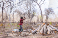 ‘Means of survival': Tanzania's booming charcoal trade drives unchecked deforestation