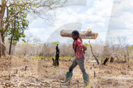 ‘Means of survival': Tanzania's booming charcoal trade drives unchecked deforestation