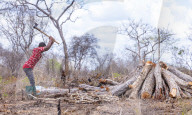 ‘Means of survival': Tanzania's booming charcoal trade drives unchecked deforestation
