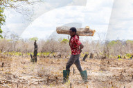 ‘Means of survival': Tanzania's booming charcoal trade drives unchecked deforestation