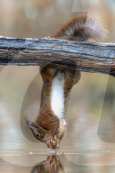 FEATURE - Ein rotes Eichhörnchen hängt bedrohlich von einem Ast über einem Teich