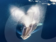 FEATURE - Nah beim Menschen: Zwergwal in der Antarktis
