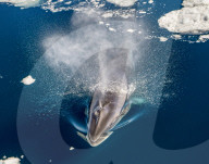 FEATURE - Nah beim Menschen: Zwergwal in der Antarktis