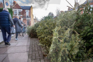 Discarded Christmas trees, London, UK.