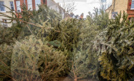 Discarded Christmas trees, London, UK.