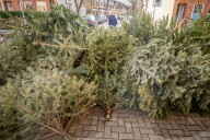 Discarded Christmas trees, London, UK.